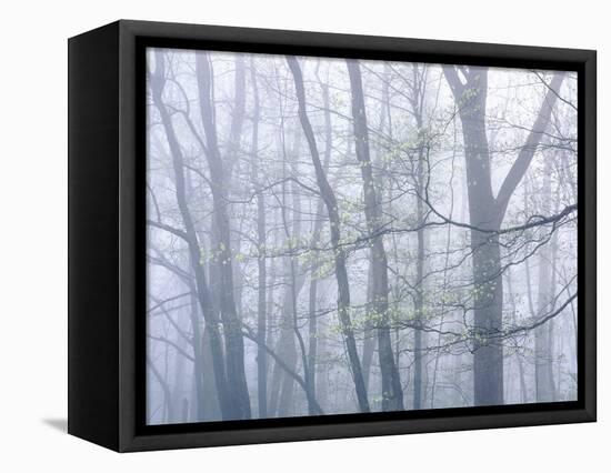 Dogwood Trees in Great Smoky Mountains National Park-Owaki - Kulla-Framed Premier Image Canvas