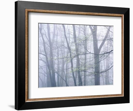 Dogwood Trees in Great Smoky Mountains National Park-Owaki - Kulla-Framed Photographic Print