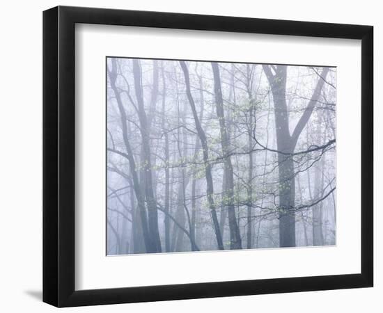 Dogwood Trees in Great Smoky Mountains National Park-Owaki - Kulla-Framed Photographic Print