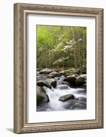 Dogwood Trees in Spring Along Little River, Great Smoky Mountains National Park, Tennessee-Richard and Susan Day-Framed Photographic Print