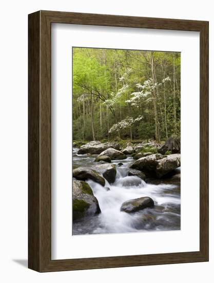 Dogwood Trees in Spring Along Little River, Great Smoky Mountains National Park, Tennessee-Richard and Susan Day-Framed Photographic Print