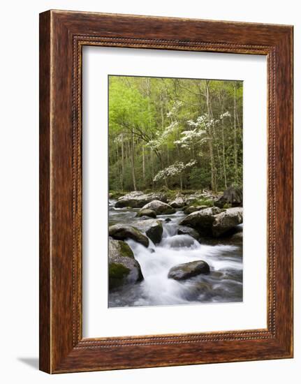 Dogwood Trees in Spring Along Little River, Great Smoky Mountains National Park, Tennessee-Richard and Susan Day-Framed Photographic Print