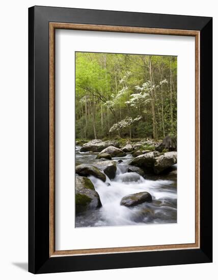 Dogwood Trees in Spring Along Little River, Great Smoky Mountains National Park, Tennessee-Richard and Susan Day-Framed Photographic Print