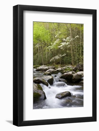 Dogwood Trees in Spring Along Little River, Great Smoky Mountains National Park, Tennessee-Richard and Susan Day-Framed Photographic Print