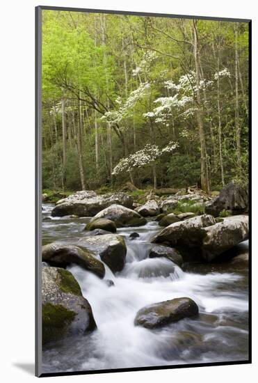 Dogwood Trees in Spring Along Little River, Great Smoky Mountains National Park, Tennessee-Richard and Susan Day-Mounted Photographic Print