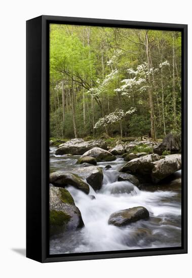 Dogwood Trees in Spring Along Little River, Great Smoky Mountains National Park, Tennessee-Richard and Susan Day-Framed Premier Image Canvas