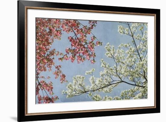 Dogwood-Donna Geissler-Framed Giclee Print