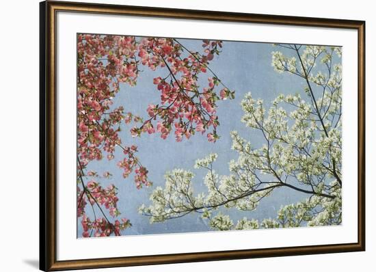 Dogwood-Donna Geissler-Framed Giclee Print