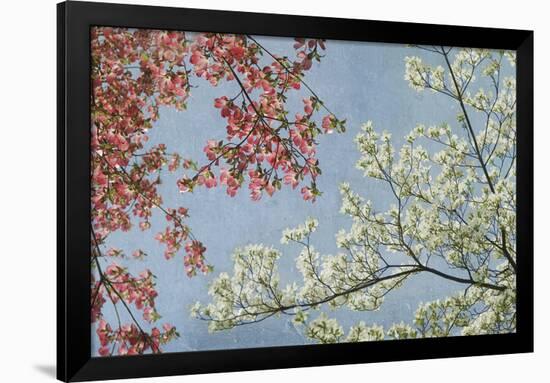 Dogwood-Donna Geissler-Framed Giclee Print