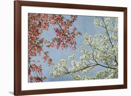 Dogwood-Donna Geissler-Framed Giclee Print