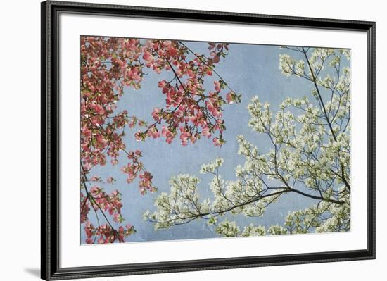 Dogwood-Donna Geissler-Framed Giclee Print