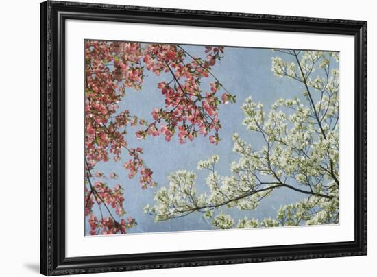 Dogwood-Donna Geissler-Framed Giclee Print