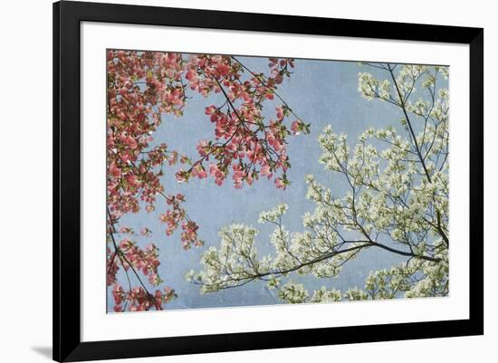 Dogwood-Donna Geissler-Framed Giclee Print