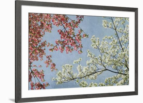 Dogwood-Donna Geissler-Framed Giclee Print