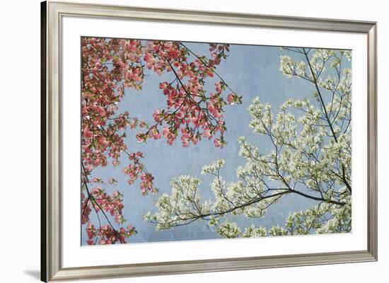 Dogwood-Donna Geissler-Framed Giclee Print