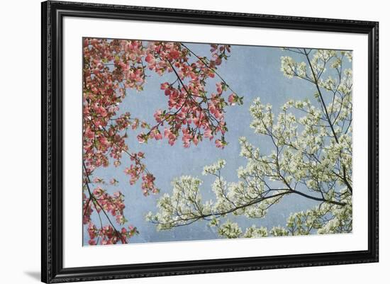 Dogwood-Donna Geissler-Framed Giclee Print