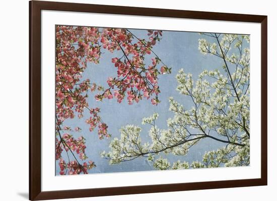 Dogwood-Donna Geissler-Framed Giclee Print