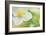 Dogwood-Karin Connolly-Framed Art Print