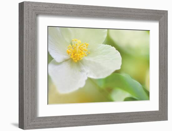 Dogwood-Karin Connolly-Framed Art Print