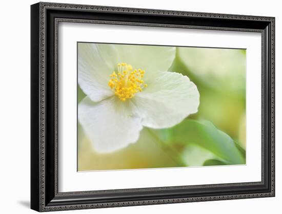 Dogwood-Karin Connolly-Framed Art Print