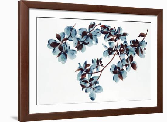 Dogwood-Jackie Battenfield-Framed Giclee Print