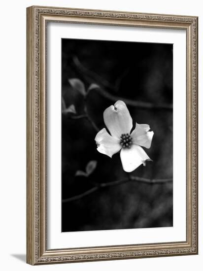 Dogwood-Jeff Pica-Framed Photographic Print