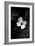 Dogwood-Jeff Pica-Framed Photographic Print