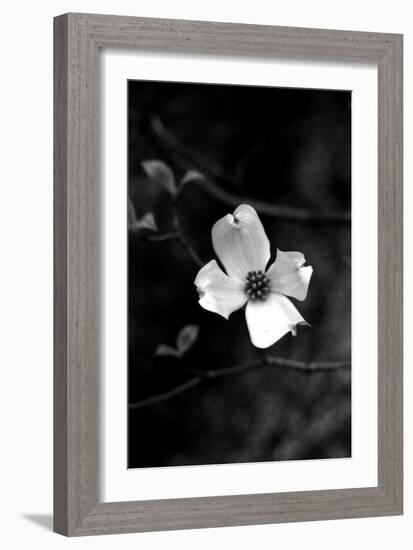 Dogwood-Jeff Pica-Framed Photographic Print