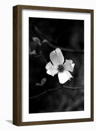 Dogwood-Jeff Pica-Framed Photographic Print