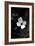 Dogwood-Jeff Pica-Framed Photographic Print