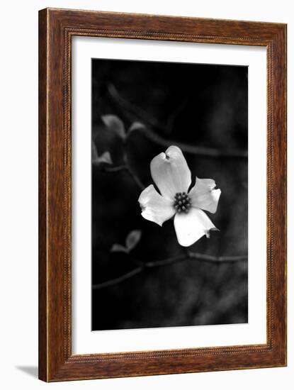 Dogwood-Jeff Pica-Framed Photographic Print