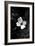 Dogwood-Jeff Pica-Framed Photographic Print