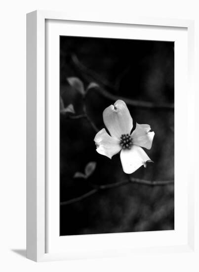 Dogwood-Jeff Pica-Framed Photographic Print