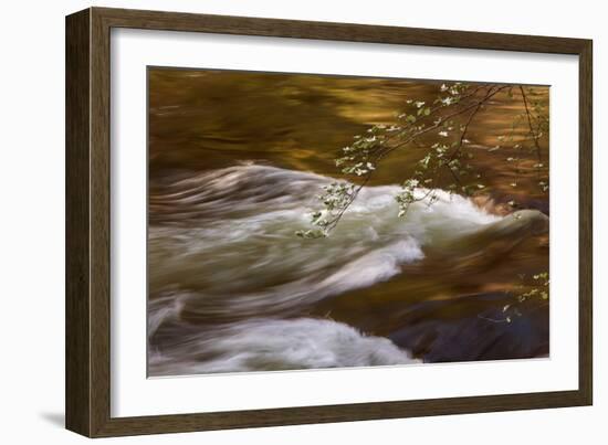 Dogwoods and Late Afternoon Light Reflected in Merced River-Vincent James-Framed Photographic Print