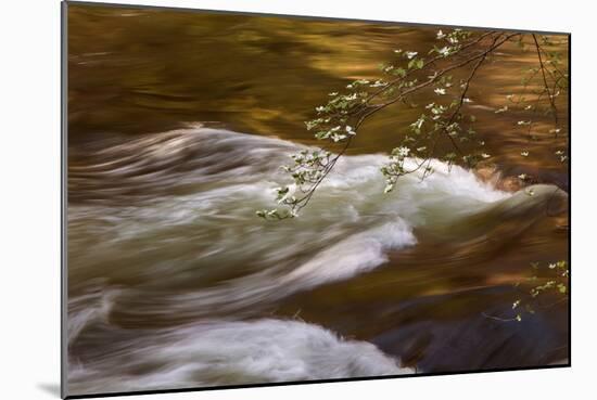 Dogwoods and Late Afternoon Light Reflected in Merced River-Vincent James-Mounted Photographic Print