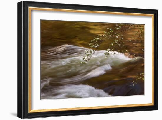Dogwoods and Late Afternoon Light Reflected in Merced River-Vincent James-Framed Photographic Print
