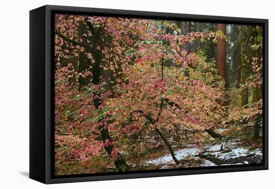 Dogwoods & Sequoia-Alain Thomas-Framed Premier Image Canvas