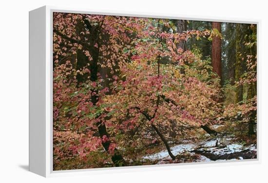 Dogwoods & Sequoia-Alain Thomas-Framed Premier Image Canvas