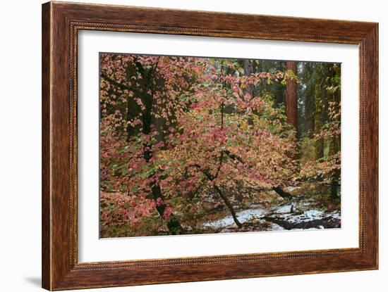 Dogwoods & Sequoia-Alain Thomas-Framed Photographic Print