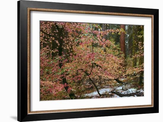 Dogwoods & Sequoia-Alain Thomas-Framed Photographic Print