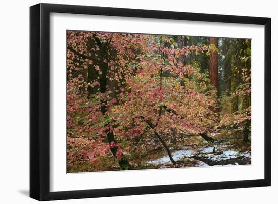 Dogwoods & Sequoia-Alain Thomas-Framed Photographic Print