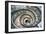 Dolce Vita Rome Collection - Spiral Staircase III-Philippe Hugonnard-Framed Photographic Print