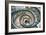 Dolce Vita Rome Collection - Spiral Staircase III-Philippe Hugonnard-Framed Photographic Print