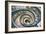 Dolce Vita Rome Collection - Spiral Staircase III-Philippe Hugonnard-Framed Photographic Print