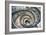 Dolce Vita Rome Collection - Spiral Staircase III-Philippe Hugonnard-Framed Premium Photographic Print