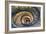 Dolce Vita Rome Collection - Spiral Staircase IV-Philippe Hugonnard-Framed Photographic Print