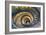 Dolce Vita Rome Collection - Spiral Staircase IV-Philippe Hugonnard-Framed Photographic Print