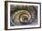 Dolce Vita Rome Collection - Spiral Staircase IV-Philippe Hugonnard-Framed Photographic Print