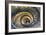 Dolce Vita Rome Collection - Spiral Staircase IV-Philippe Hugonnard-Framed Photographic Print