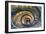 Dolce Vita Rome Collection - Spiral Staircase IV-Philippe Hugonnard-Framed Photographic Print